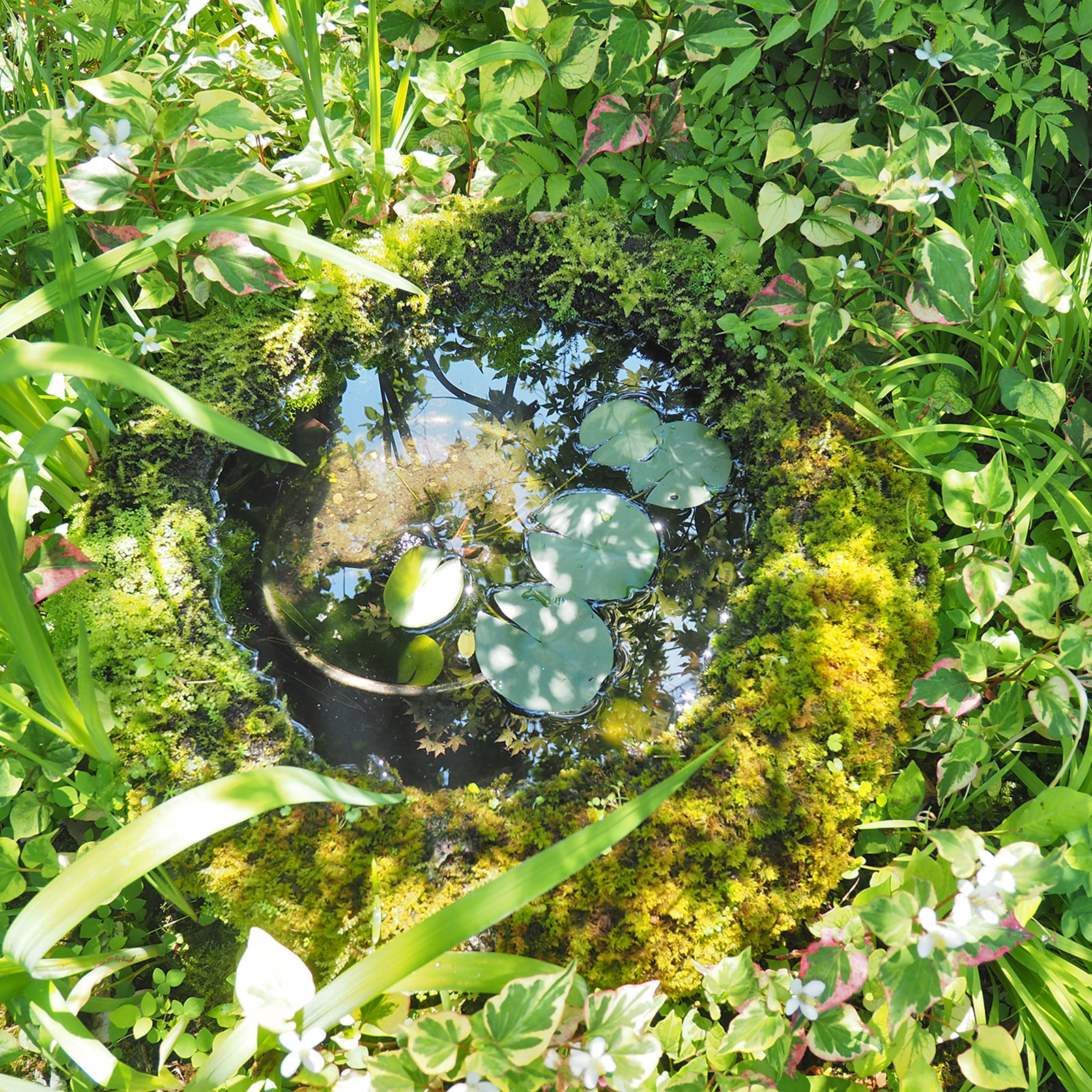 「自然とつながる庭」は戸野目の保阪邸の庭で6月15日に2回目を開催